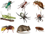 Common Household Pests