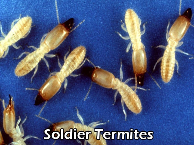 Termite Soldier