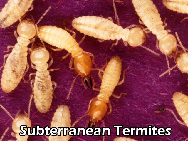 Termite Subterranean