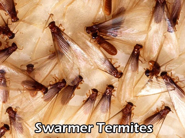 Termite Swarmer