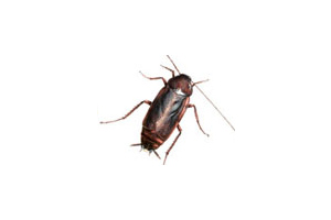 Cockroaches