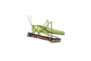 Crickets