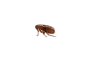 Fleas
