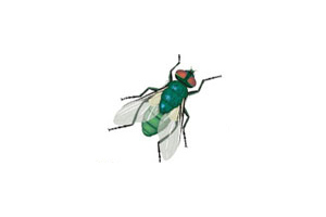 Flies