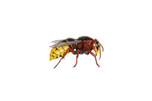 Hornets