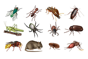 Common Household Pets