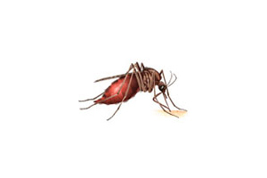 Mosquitos