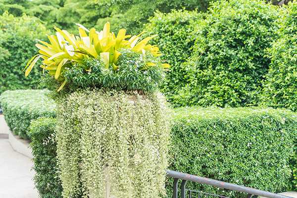 Ornamental Lawn Treatments