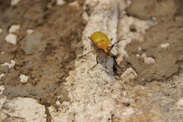 Pest Control