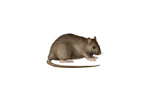 Rodents