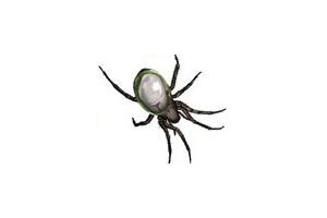 Spiders
