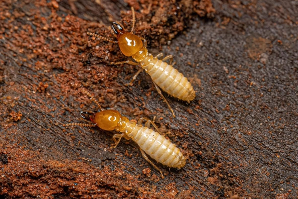 Termite 101