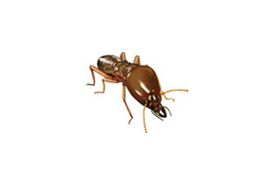 Termites