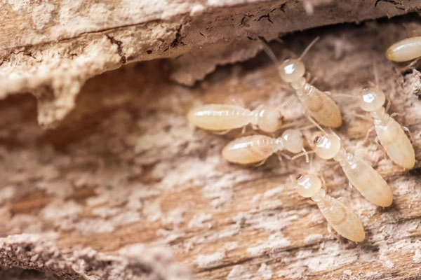 Termite Control