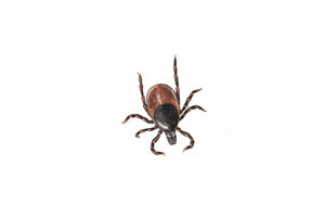 Ticks