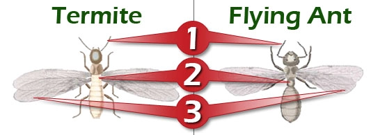 Know the difference between a swarmer termite and a flying ant